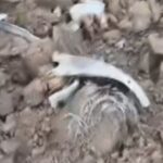 First Official Army Video Of India Destroying Pakistan Post Across Line Of Control